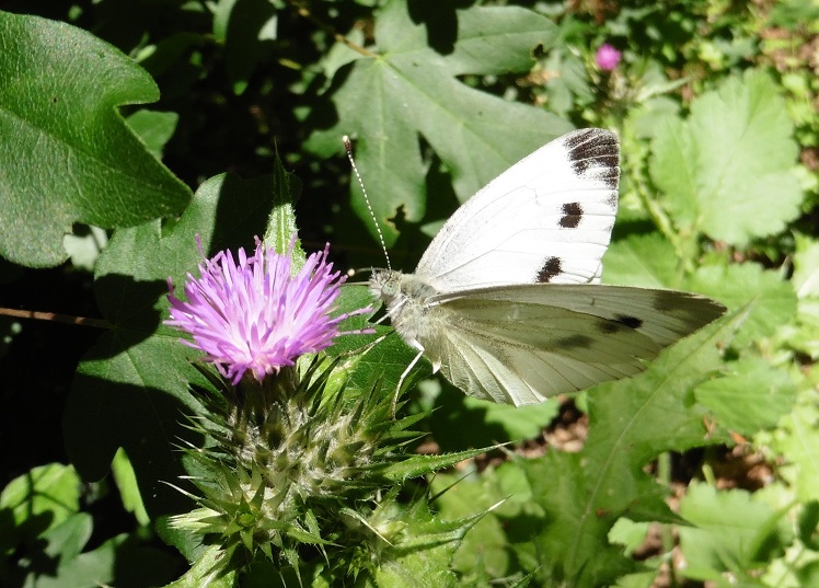 Quale Pieris? Pieris napi